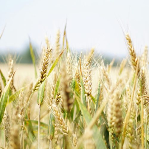 Aumento no Preço da Farinha de Trigo é Inevitável, Diz Indústria